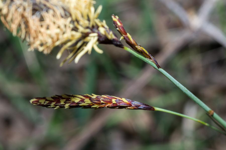 Carex flacca / Carice glauca